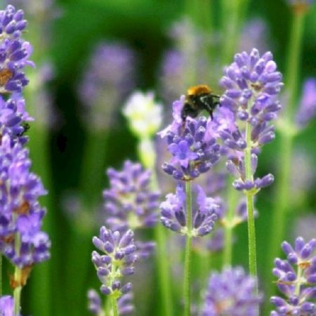 Lavendel 'Dwarf Blue'