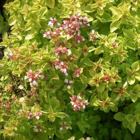 Blüten-Dost 'Thumble’s Variety'
