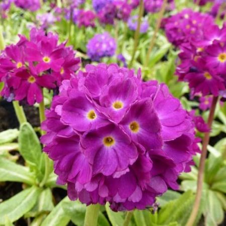 Kugelige Schlüsselblume 'Rubin'