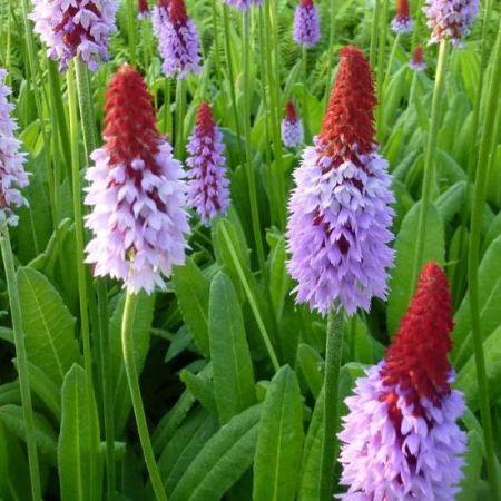 Orchideen-Schlüsselblume