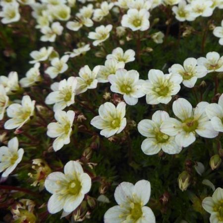 Moos Steinbrech 'White Pixie'