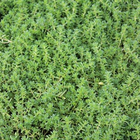 Rotmoos Mauerpfeffer 'Coral Carpet'
