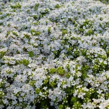 Frühblühender Thymian 'Albiflorus'