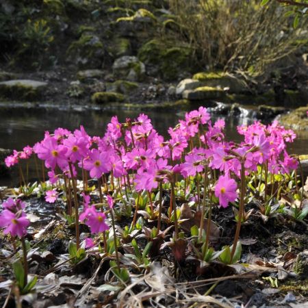 Rosenprimel
