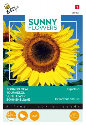 Buzzy Sunny Flowers, Riesen Sonnenblume Giganteus