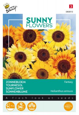 Buzzy Sunny Flowers, Sonnenblume Fantasy