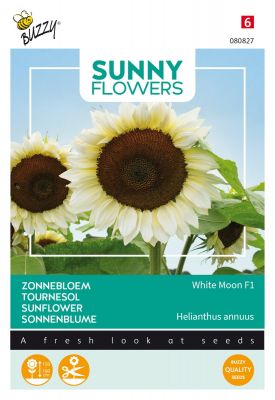Buzzy Sunny Flowers, Sonneblume White Moon F1