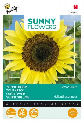 Buzzy Sunny Flowers, Sonnenblume Lemon Queen