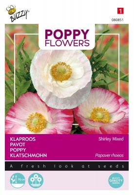 Buzzy Poppy Flowers Rhoeas Shirley Einfache Mischung