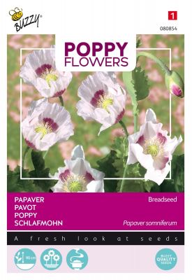 Buzzy Poppy Flowers Schlafmohn Blaumohn