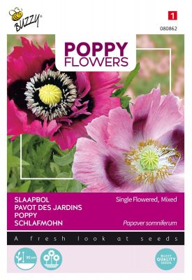 Buzzy Poppy Flowers Mohnblume Somniferum Mischung