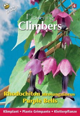 Buzzy Climbing Flowers, Rhodochiton Purple Bells