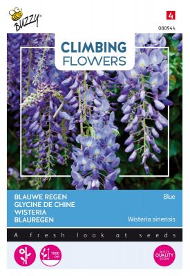 Buzzy Climbing Flowers, Wisteria Blau