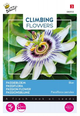 Buzzy Climbing Flowers, Passionsblume Blau