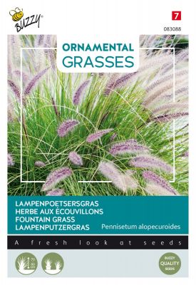 Buzzy Ornamental Grasses, Lampenputzergras
