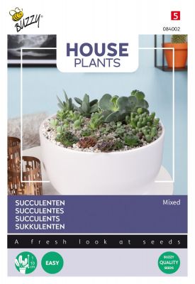 Buzzy House Plants Mixed Succulenten