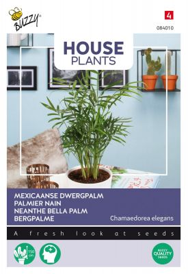 Buzzy House Plants Chamaedorea, Bergpalme