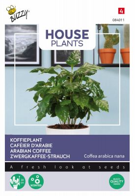 Buzzy House Plants Coffea Arabica, Zwergkaffee-Strauch