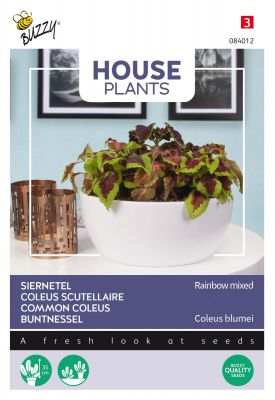 Buzzy House Plants Coleus Regenbogen Mischung