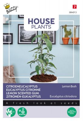 Buzzy House Plants Eucalypthus, Lemon Bush