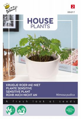 Buzzy House plants Mimosa pudica Rührmichnichtan
