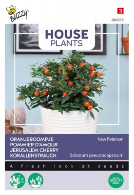 Buzzy House Plants Solanum Jubilee