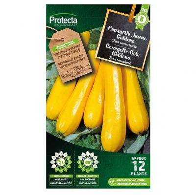 Zucchini Gelb Goldena – Protecta Samen bäuerl