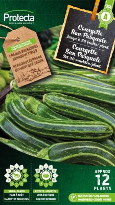 Zucchini San Pasquale – Protecta Samen bäuerl
