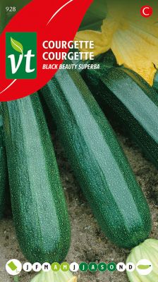 Zucchini Schwarze Schönheit