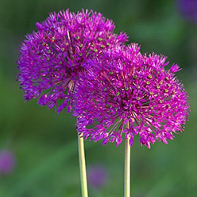 Allium aflatunense 'Purple Sensation' x50