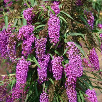Schmetterlingsstrauch 'Nanho Purple'
