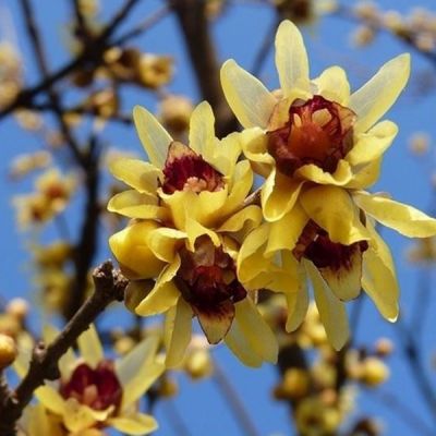 Chimonanthus praecox (=fragans)