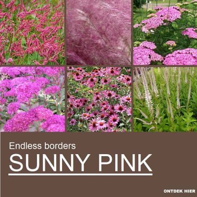 EB Sunny Pink