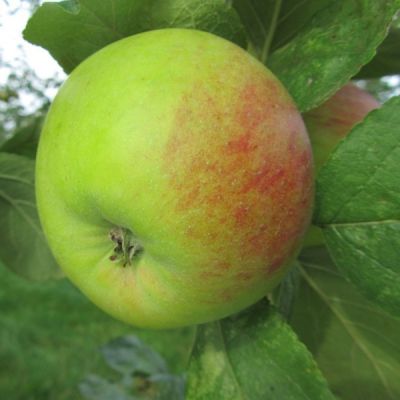 Apfel 'Bellefleur du Brabant'