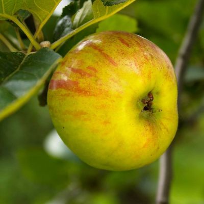 Apfel 'Laege Mouche'