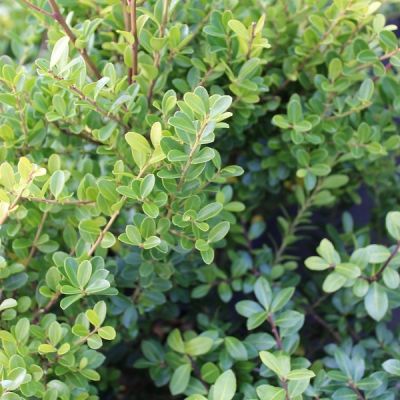 Löffel-Ilex 'Green Hedge'