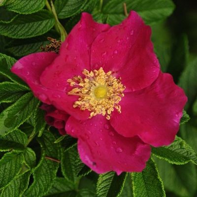 Apfelrose-Sylter Rose 25x