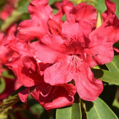 Rhododendron 'Elisabeth'