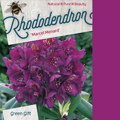 Rhododendron 'Marcel Menard'