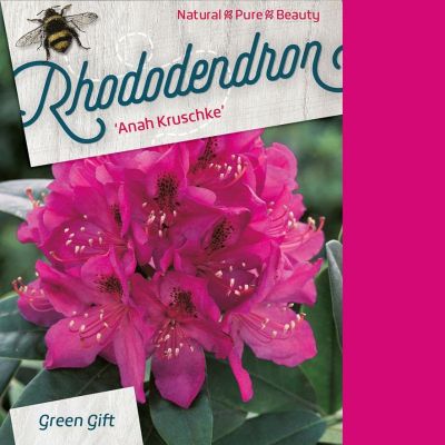 Rhododendron 'Anah Krusche'
