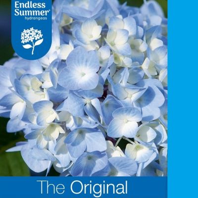 Hortensie 'Endless Summer The Original Blue'®