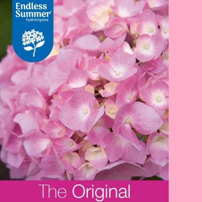 Hortensie 'Endless Summer The Original Pink'®