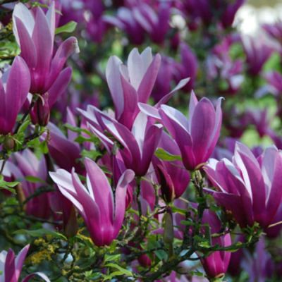 Magnolie liliiflora 'Nigra'