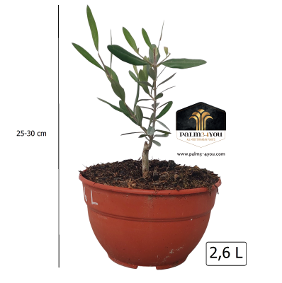 Olivenbaum 'Bush' 25-30cm