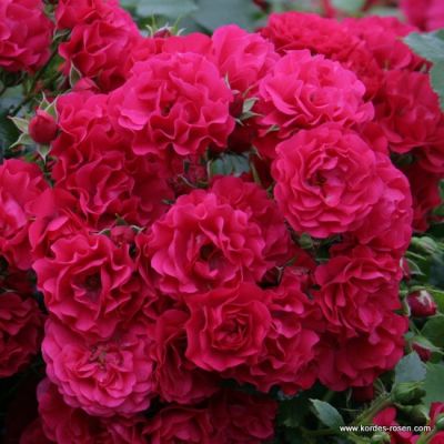 Rose 'Gärtnerfreude'®