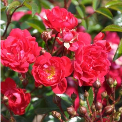 Bodendeckerrose 'Rote The Fairy'