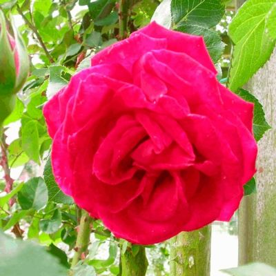 Rose 'Dame de Coeur'