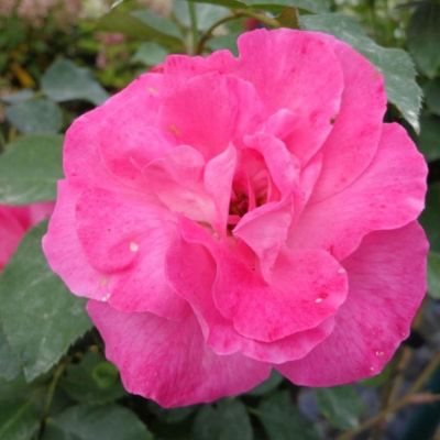 Rose 'Melrose'