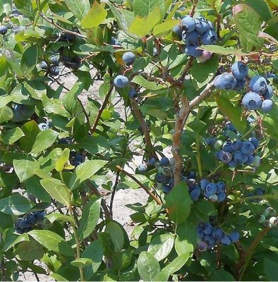 Heidelbeere 'Blue Crop'