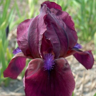 Iris nain 'Cherry Garden'